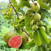 Imported Seeds Guava