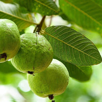 Imported Seeds Guava