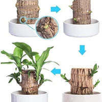 Brazilian Lucky Wood, Mini Home Plant Decorations	(Pack of 2)