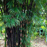 Bambusa gigantea Seed