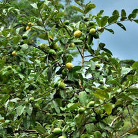 Imported Seeds Guava